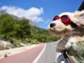 Chien vacances
